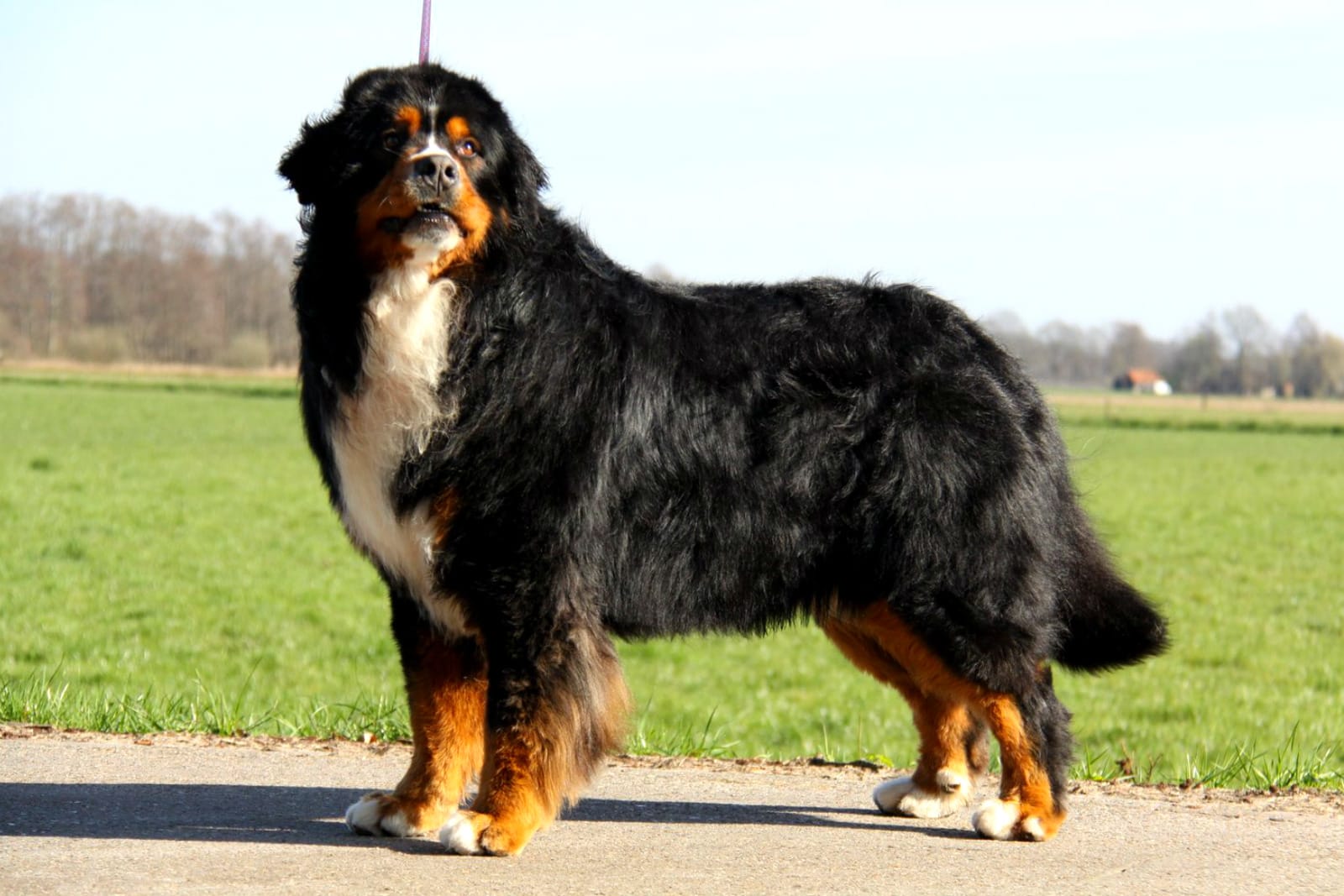 Hugo-stand-kopie