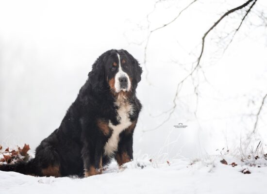 BeeBee sneeuw zit