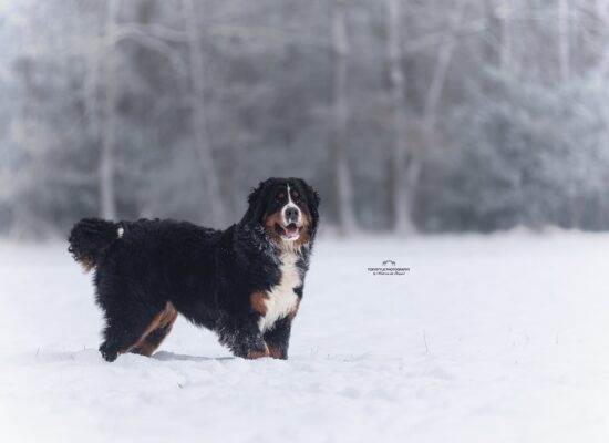 Kelly sneeuw staan